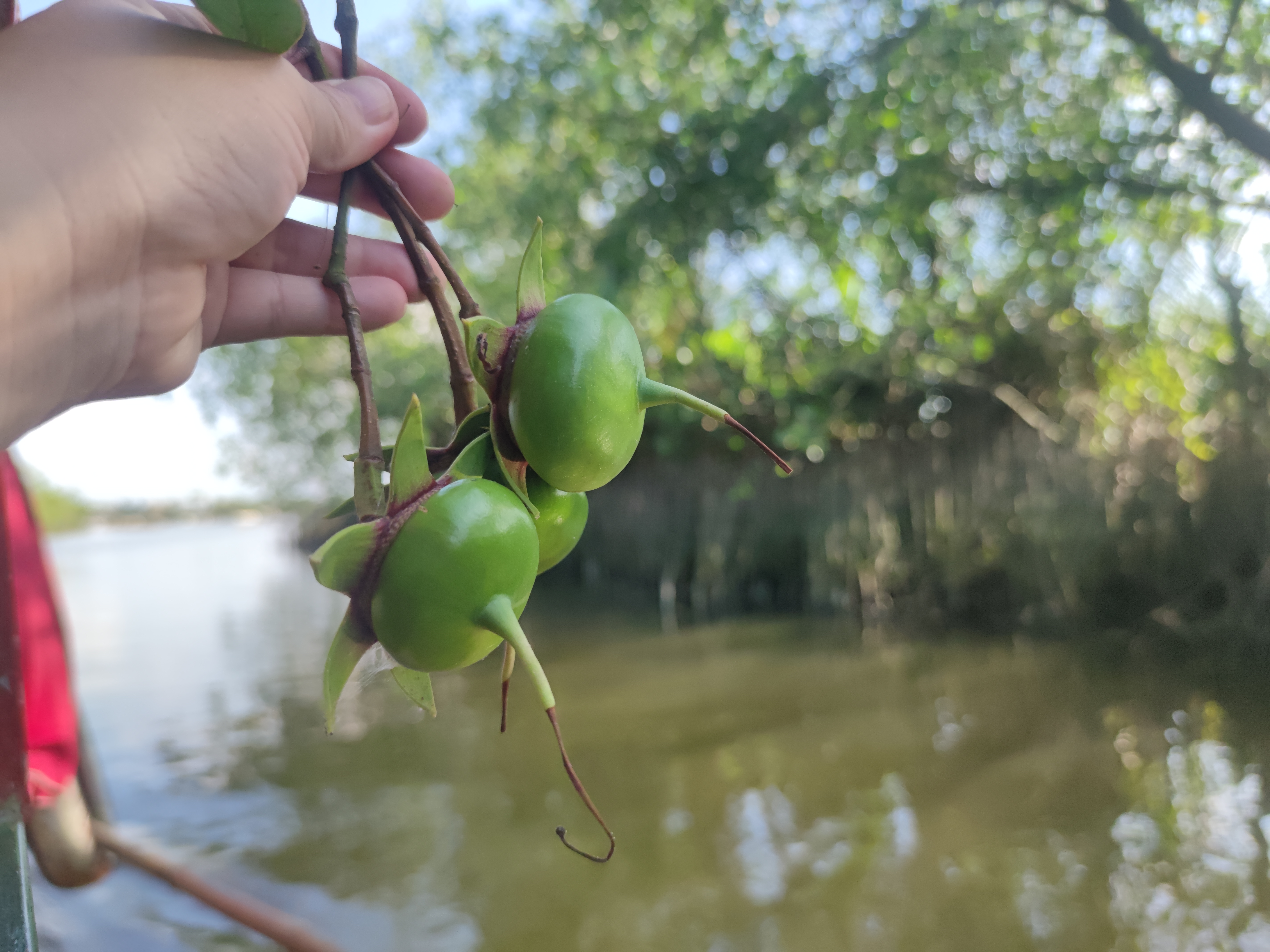 du lịch cộng đồng, Ngư Mỹ Thạnh, Cồn Tộc, du lịch xanh, du lịch giảm nhựa